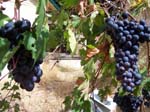 Pics of the Grapes we grew