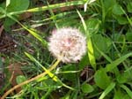 Pictures of a Dandelion.