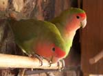 Photos of the Peach Faced African Lovebirds (genus: Agapornis Roseicollis), taken when they were tearing apart one of the fronds from the Palm tree. A couple of mating photos, and some soft-focus shots of the pairs.