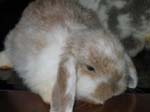 This weekend, our oldest rabbit, Cream, passed from this place. He was such a placid, gentle creature with a heart of gold. When we first purchased him, along with Cookies, he was a tiny frail little bundle of fur. We thought Cookies (who was 