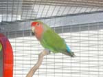 Some more pictures of the Lovebirds we own and keep, these are a combination of the Peachfaced Lovebirds (Agapornis Roseicollis - green with red face), some Blue Masked Lovebirds (Agapornis Personata Pesonata variation - blue with black masked face), some